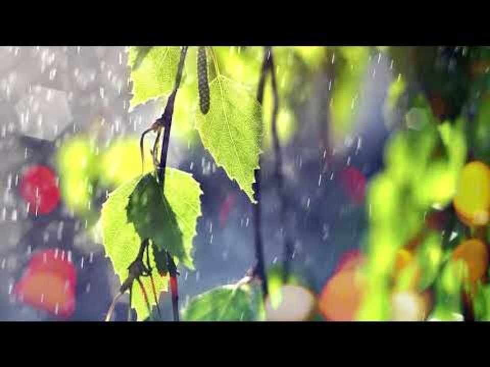 Musique Relaxante Avec Des Sons De La Nature La For T Sonne Et La