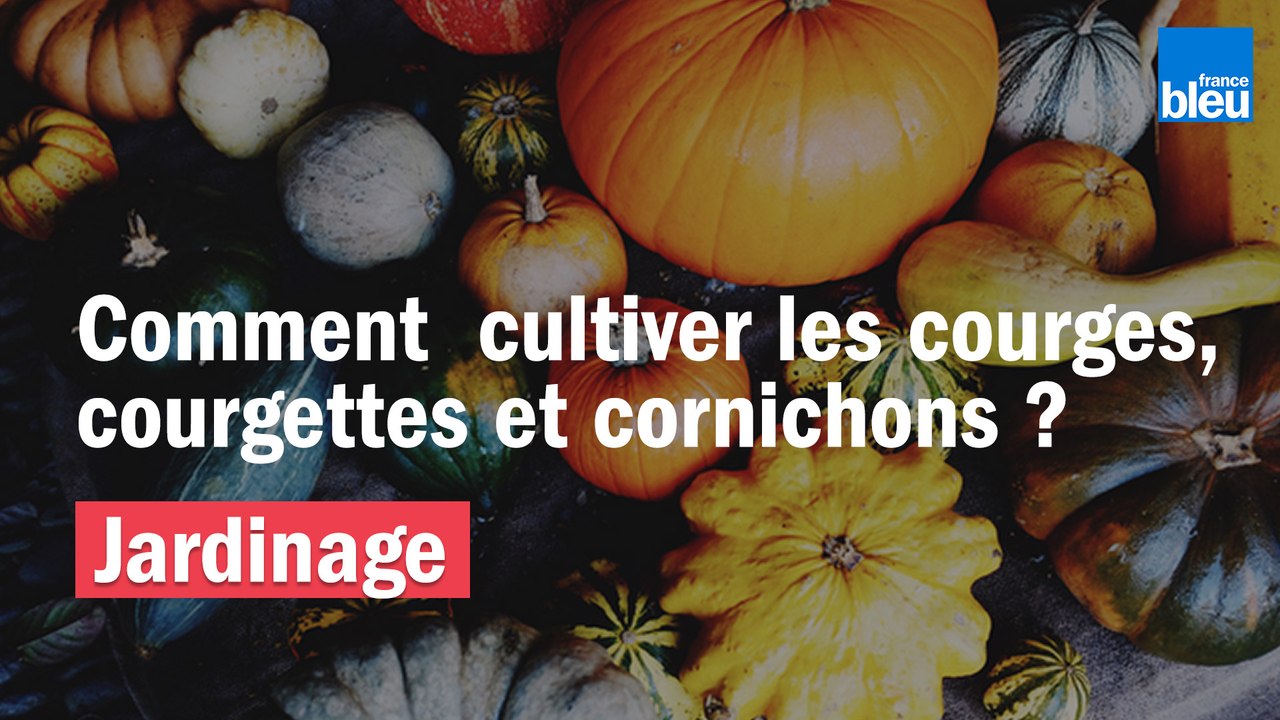 Roland Motte Jardinier Cultiver Les Courges Courgettes Cornichons