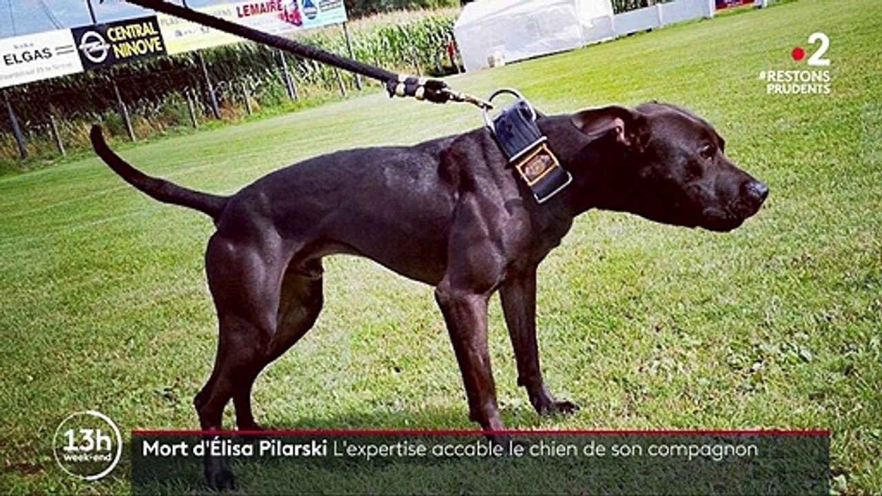 Affaire Elisa Pilarski Deux Experts Accablent Curtis Le Chien De Son