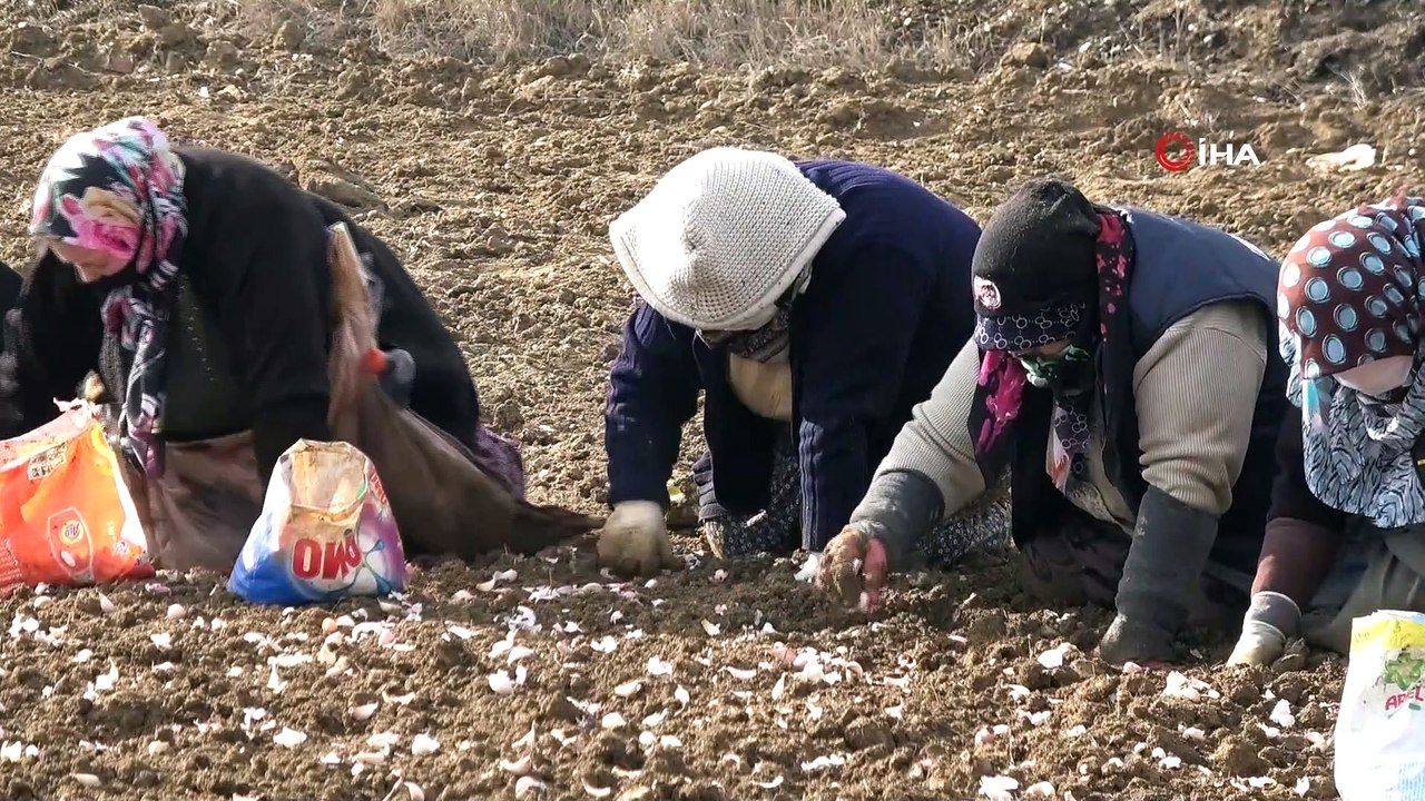 Kuraklık korkusu nedeniyle Taşköprü sarımsağı bu yıl toprakla erken