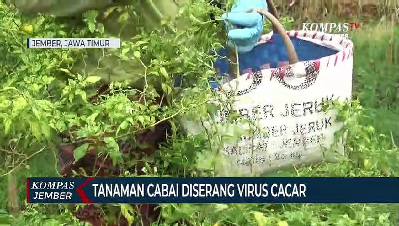 Tanaman Cabai Diserang Virus Cacar Petani Panen Dini Video Dailymotion