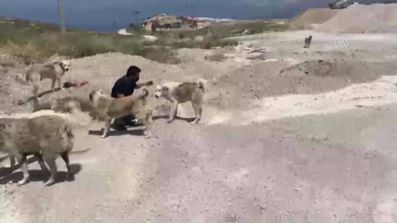 Son dakika haber Jandarma tam kapanma sürecinde sokak hayvanlarına