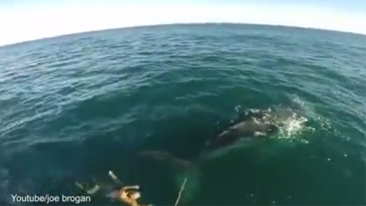 Australie il nage au secours dune baleine prisonnière dun filet