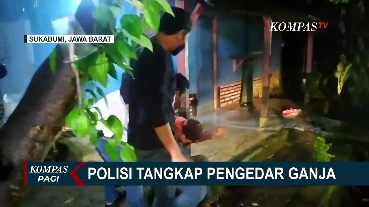 Polisi Tangkap Pengedar Narkoba Di Sukabumi Pelaku Tanam Ganja Di Pot