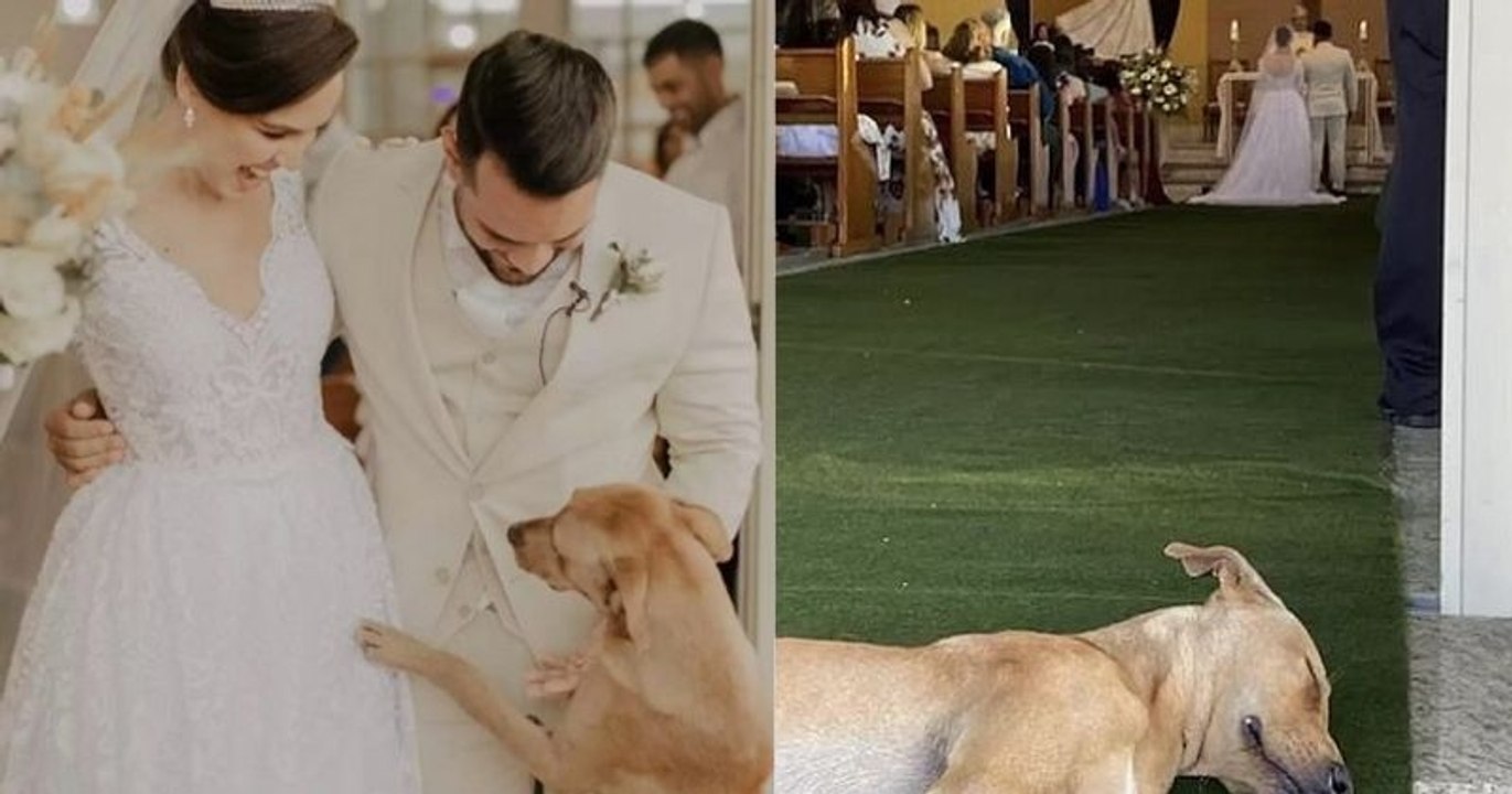 Ce Chien S Incruste Dans Un Mariage Les Mari S D Cident De L Adopter