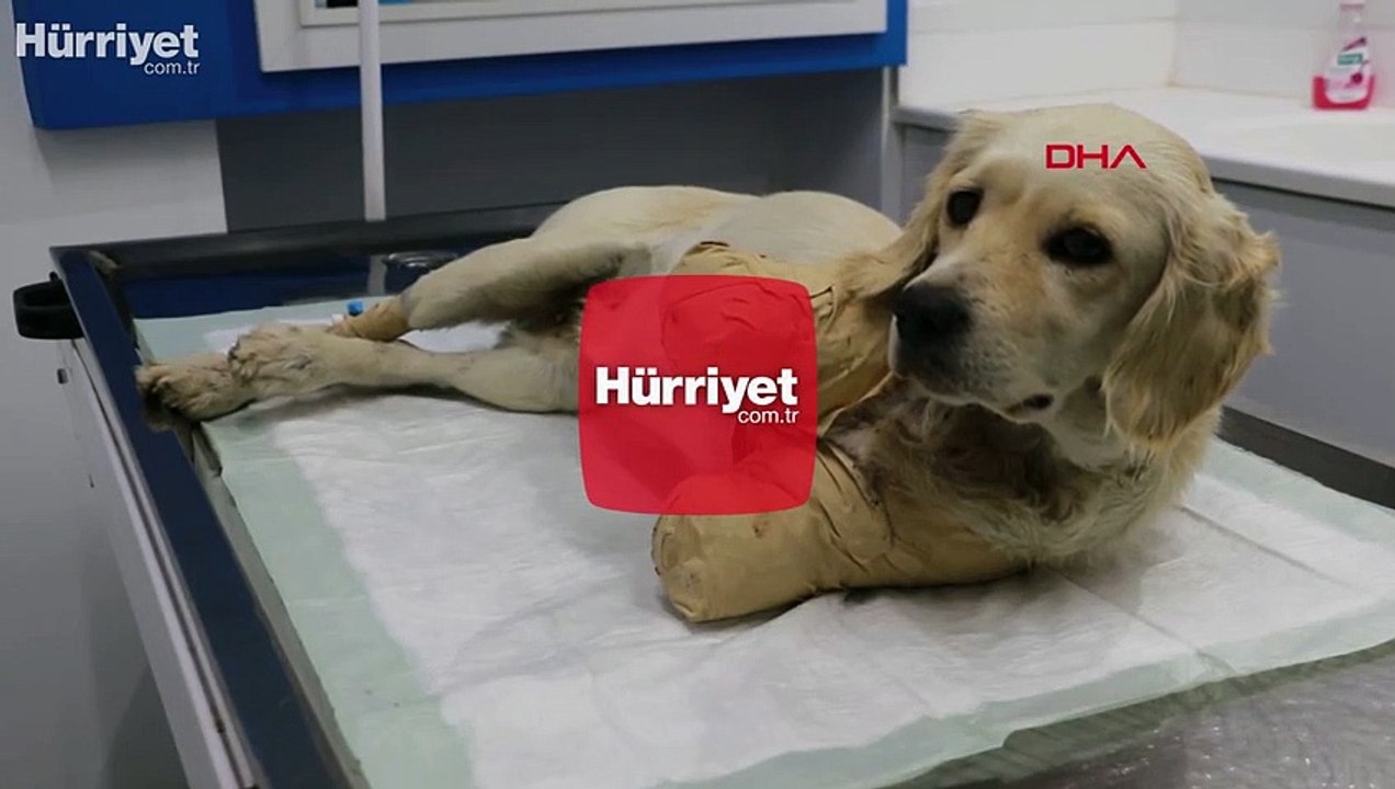 Pamuk adlı köpeğin tüfekle vurulup patilerinin kesildiği ortaya çıktı