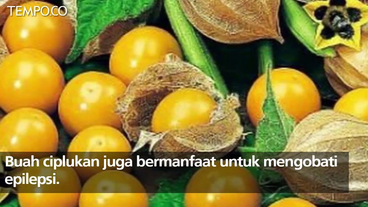 Manfaat Buah Ciplukan Tangkal Kanker Sampai Epilepsi Video Dailymotion