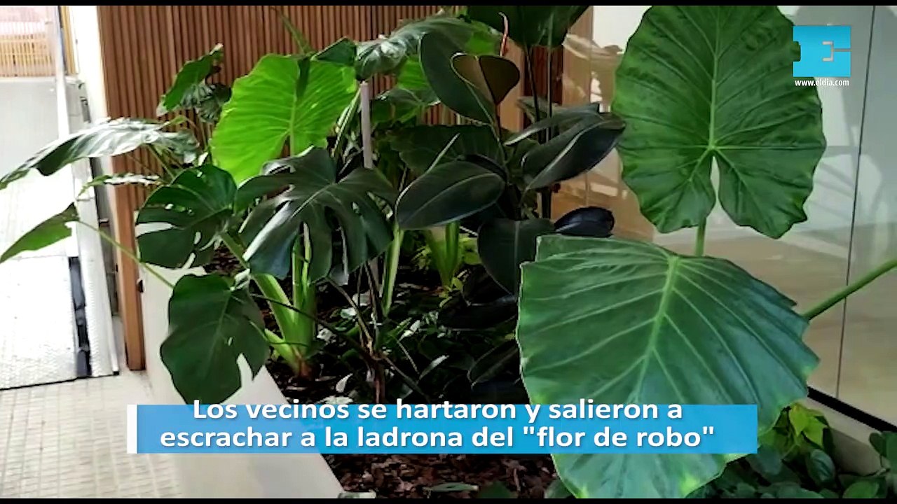 Los Vecinos Se Hartaron Y Salieron A Escrachar A La Ladrona Del Flor