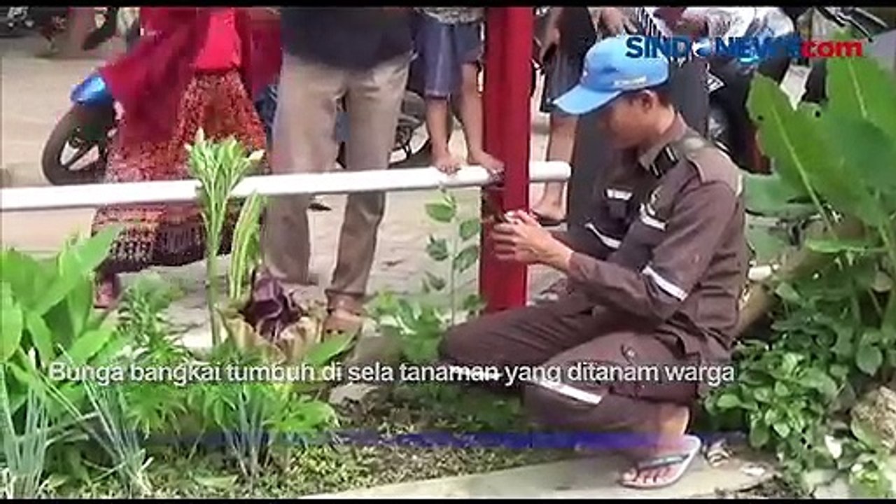 Bunga Bangkai Tumbuh Di Sela Tanaman Curi Perhatian Warga Cianjur