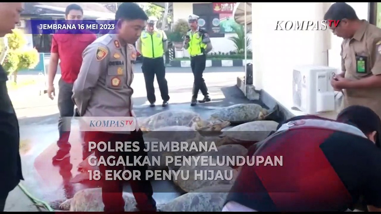 Polres Jembrana Gagalkan Penyelundupan Ekor Penyu Hijau Video