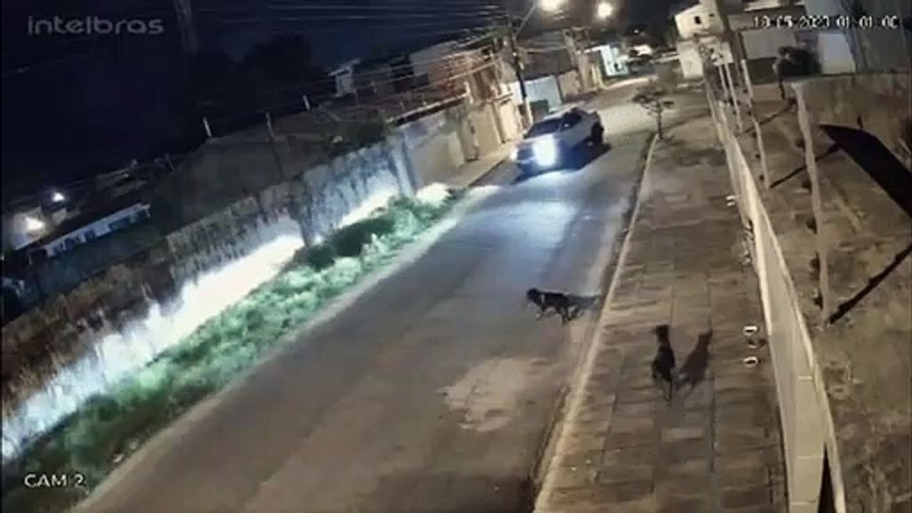 Motorista Persegue E Atropela Cachorro Em Macei Veja V Deo V Deo