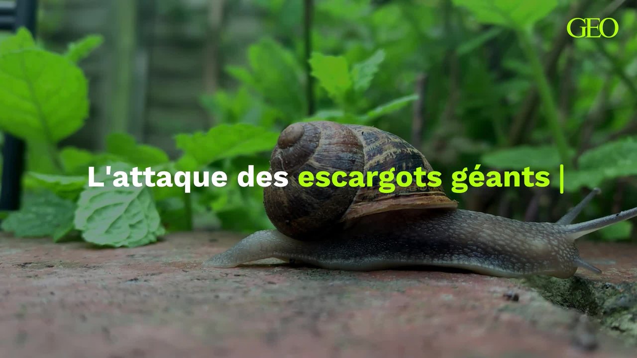 L attaque des escargots géants en Floride Vidéo Dailymotion