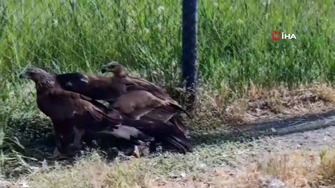 Van da tedavileri tamamlanan arı şahinleri doğaya bırakıldı