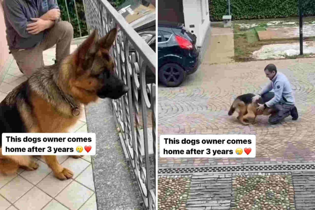 Vídeo fofo cão reencontra dono após três anos e enlouquece de