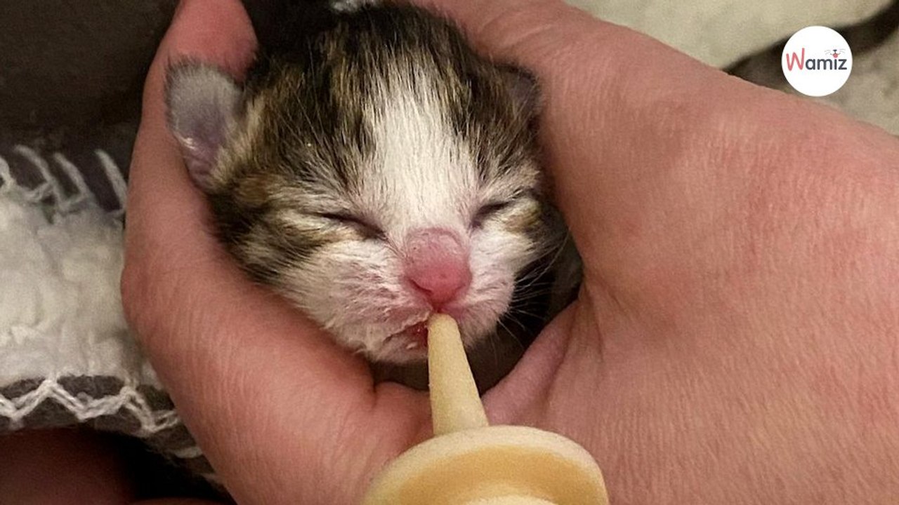 Après sa mise bas une chatte a déplacé les chatons mais en oublie un