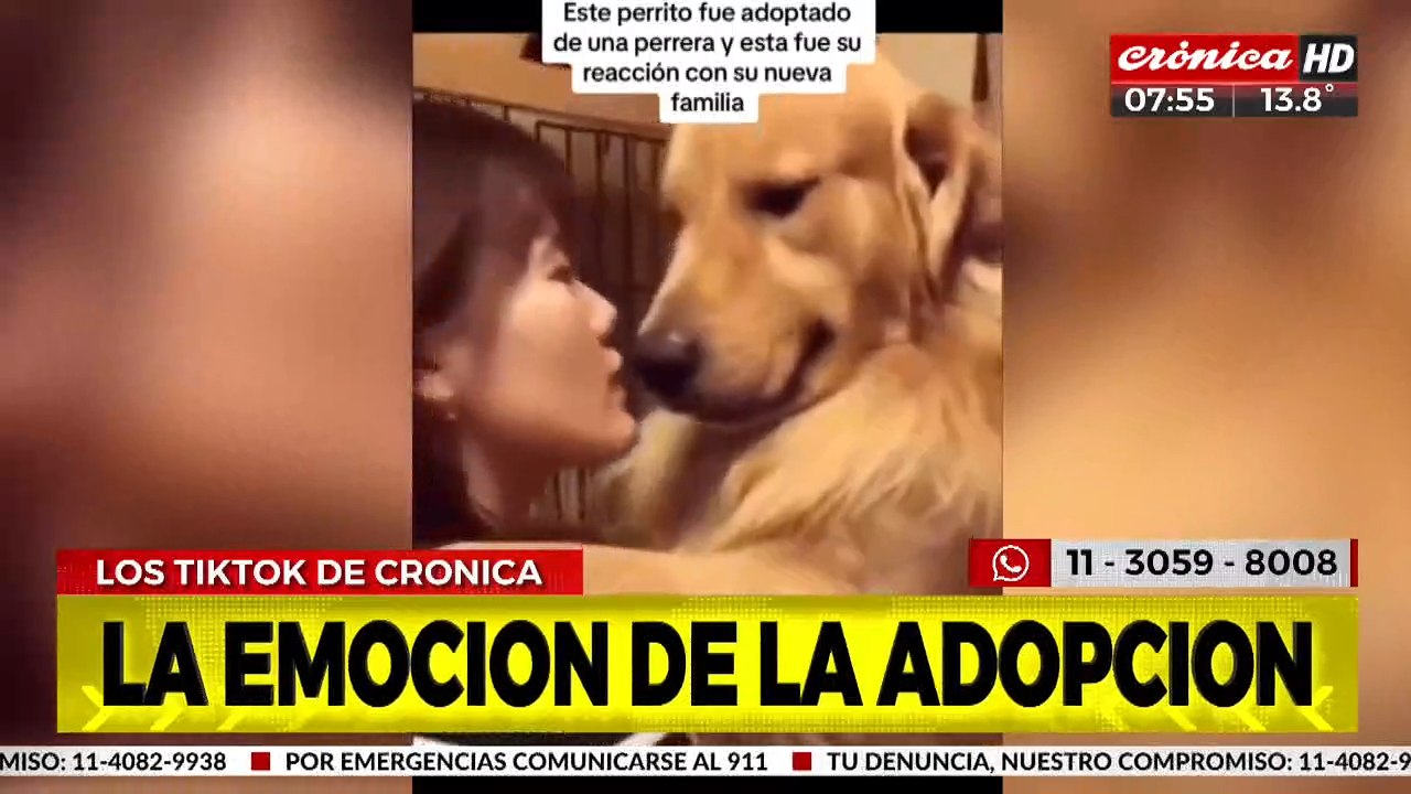 Viral la tierna reacción de un perro tras ser adoptado Vídeo Dailymotion