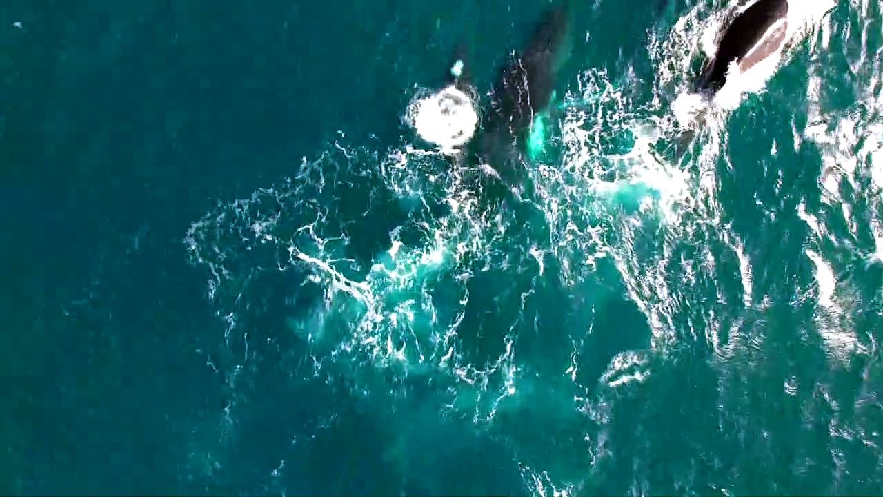 Humpback Whales Splash Together Video Dailymotion