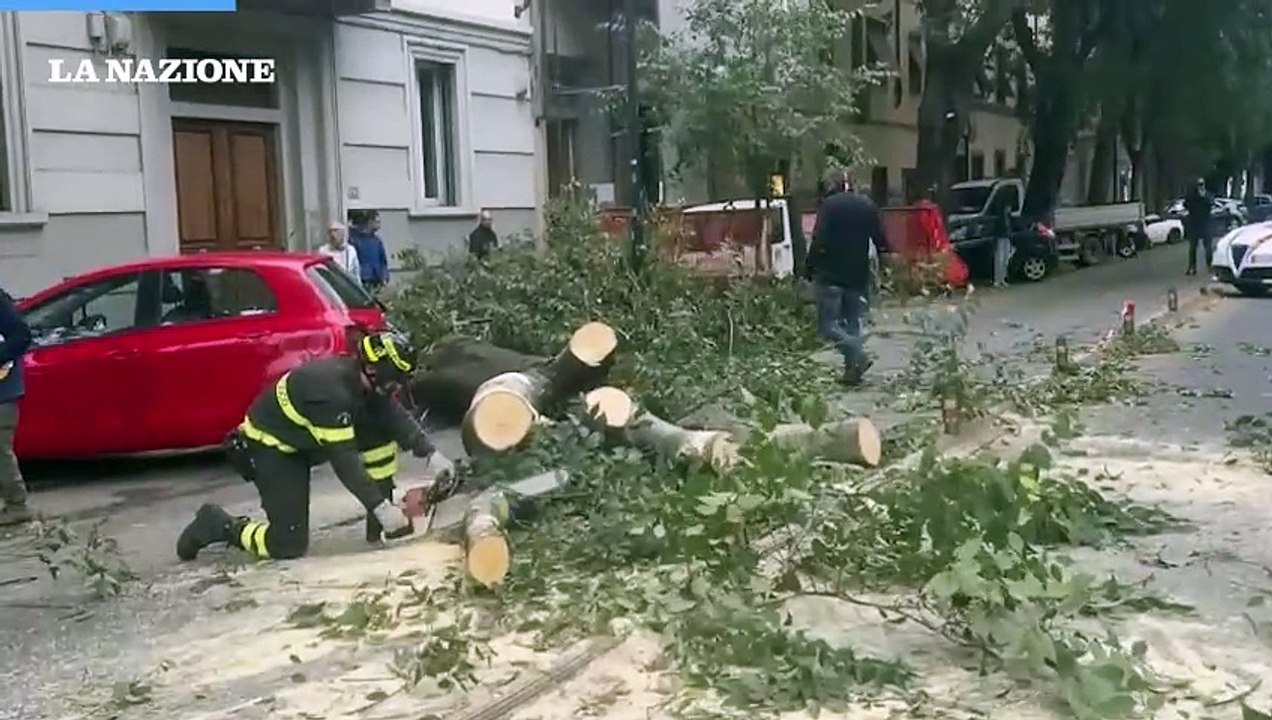 Firenze Albero Cade In Mezzo Al Viale L Intervento Dei Vigili Del