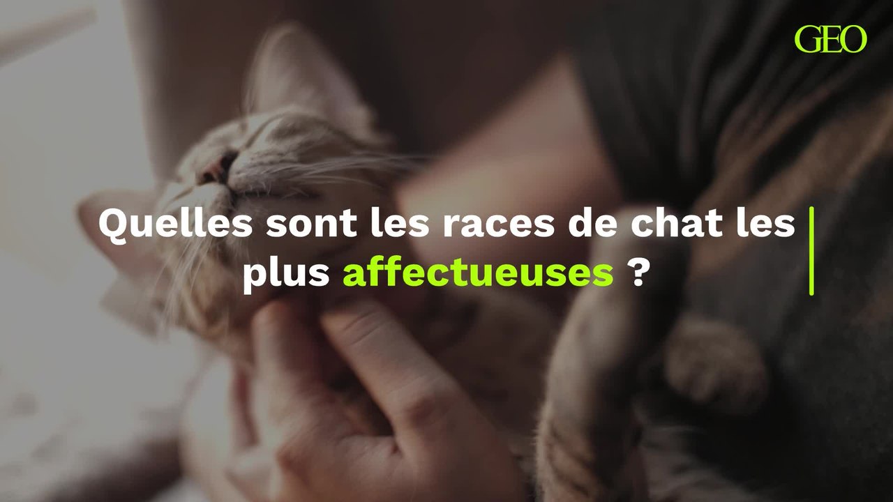 Chat Quelles Sont Les Races Les Plus Affectueuses Vid O Dailymotion