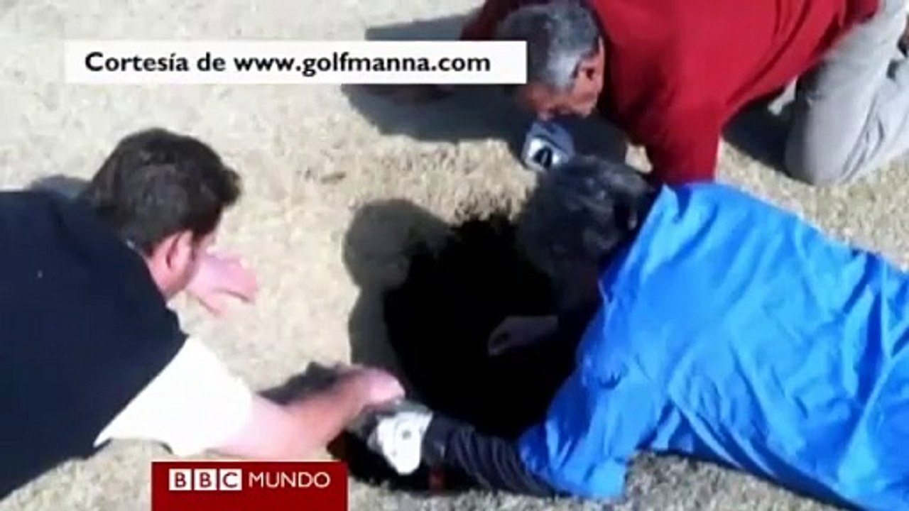 Agujero se traga a golfista en campo de Illinois Vídeo Dailymotion