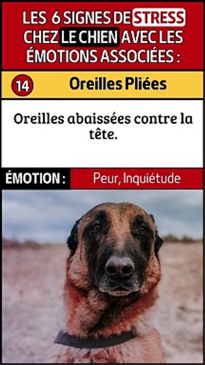 Yeux Agrandis et Autres Signes de Stress chez le Chien Vidéo Dailymotion