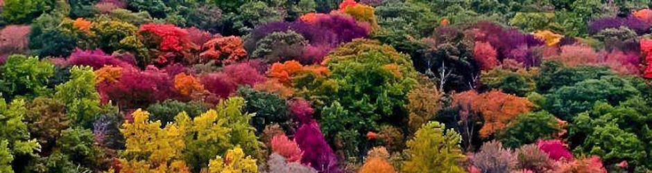 Gino Taddei viratarupa