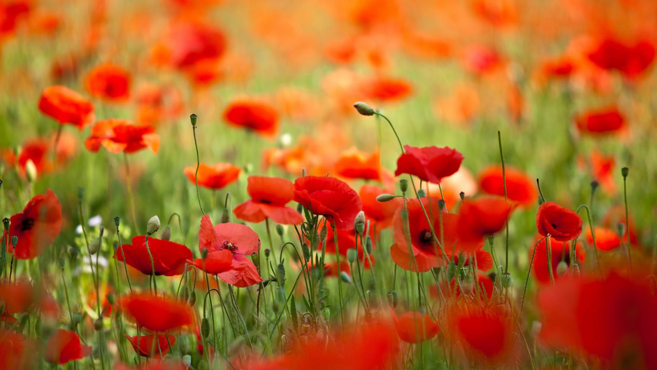 Jessica et ses dadas