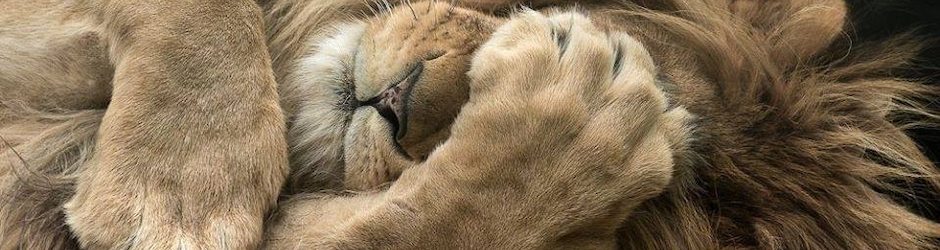 miss Interlok et l'Ami suisse