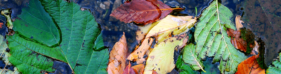 'Bir Sevdadır Karadeniz'