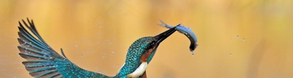 EMMANUELLE EMMANUELLE salles