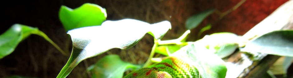 Julien molteau (Shadows)