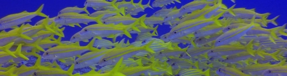 ALBATROS Productions