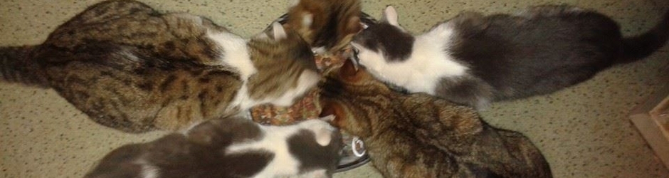 Marie Christine Lacombe