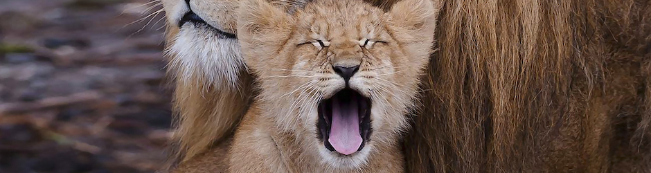 lionsfightingtodeath