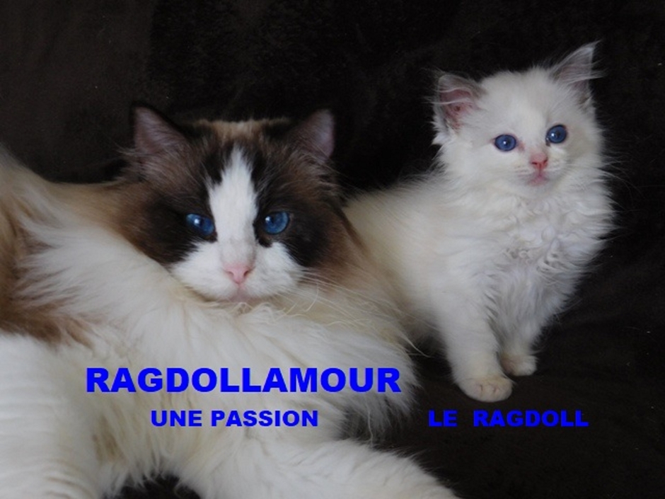RAGDOLLAMOUR, PASSION RAGDOLL