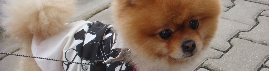 Satilik Pomeranian Boo