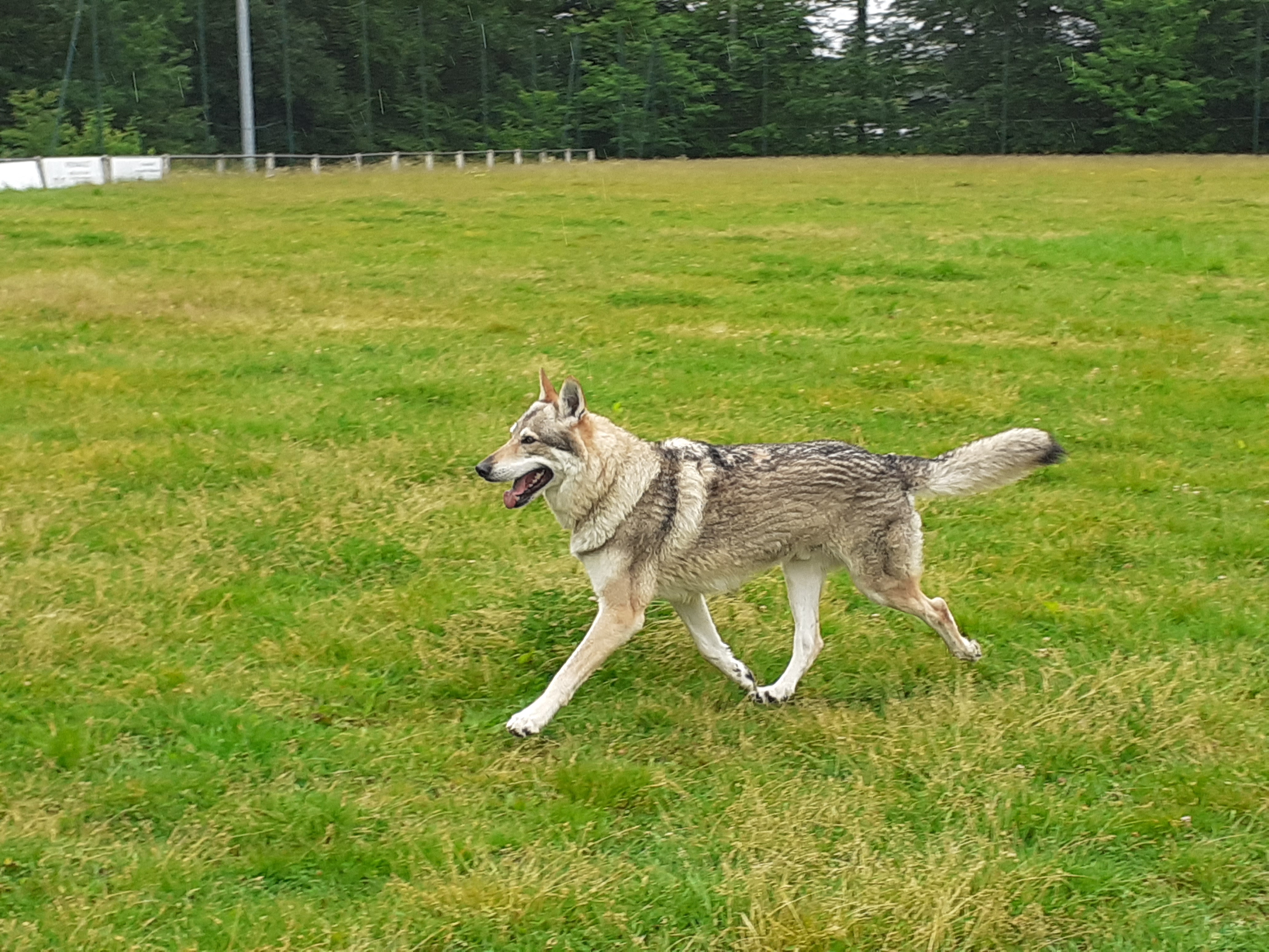 club canin gironde canisport 33 en gironde