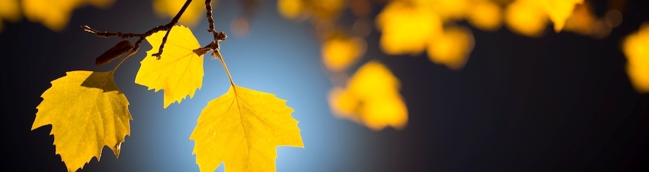 Boom Boom LyricsBogie