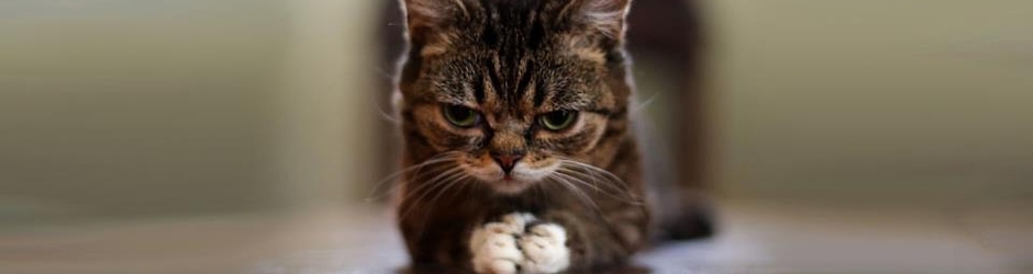 Vincent Malischewski