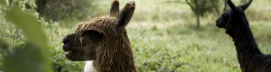Les Alpagas