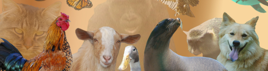 Hayvanlar Alemi