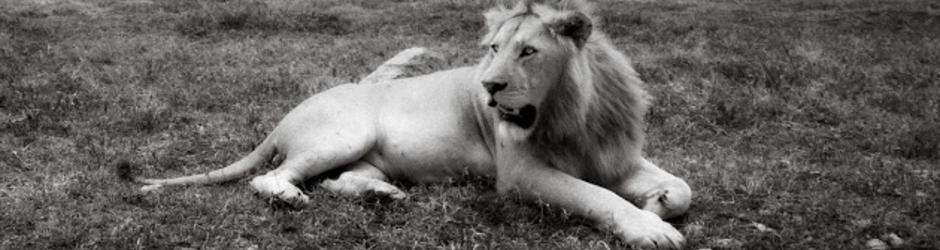 Punjabi Desi Channel