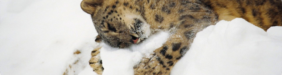 Pierre Garceau aka PIJO