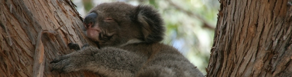 elisabeth mes5continents