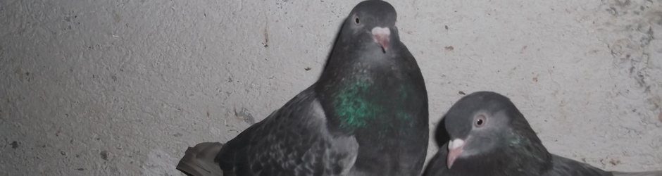 comedy and entertainment TV