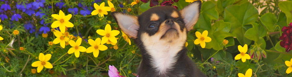 chihuahua des joyaux Divins