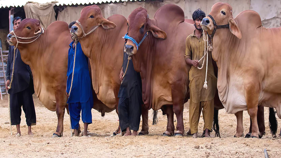 Sohrab Goth Gai Mandi