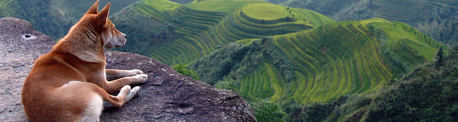 Dog Training  Tips and Tricks