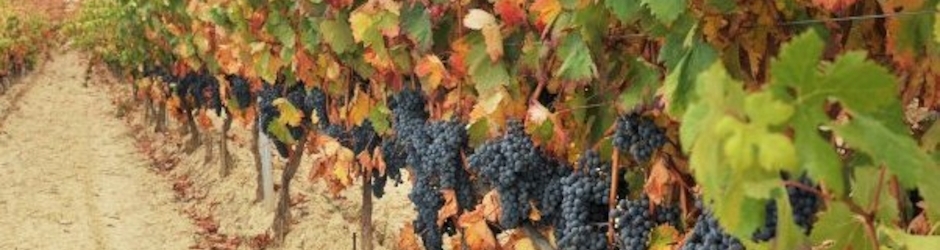 Amador Barros Hurtado Toledo