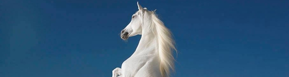 متابع من بعيد